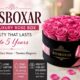 Rosboxar